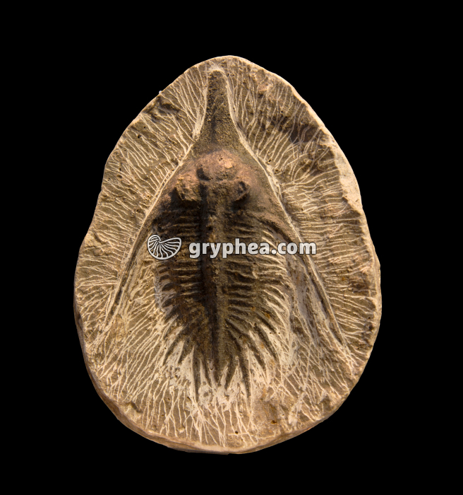 Trilobite (Psychopyge, Dévonien, Maroc) - gryphea.org